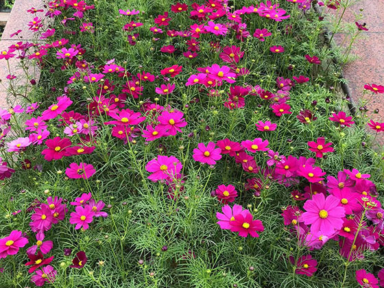 醴陵市塑料仿真花|商业区植物摆设设计